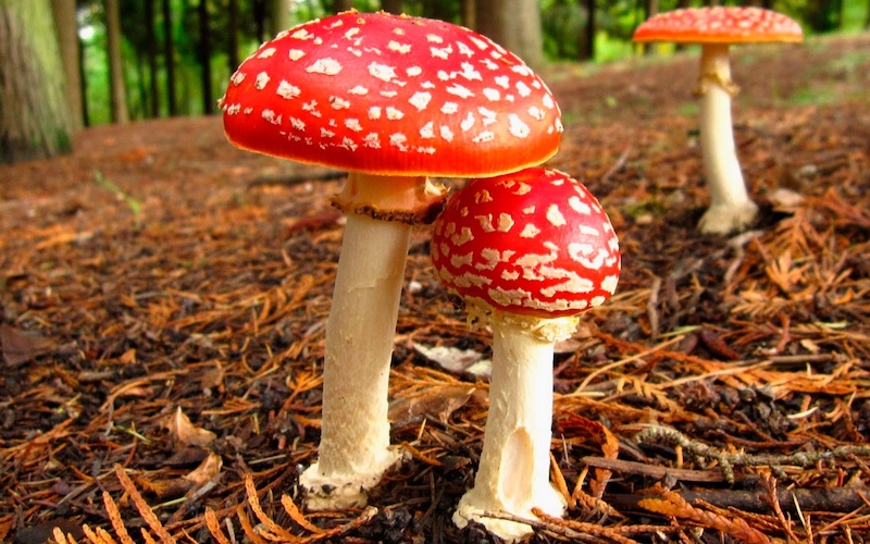 Strongest Amanita Mushroom Gummies Announced by MoonWlkr for 2025 With Updated Formula and Expanded Testing